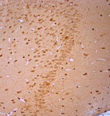 Immunohistochemistry-Paraffin: VGluT3 Antibody [NBP1-25973]
