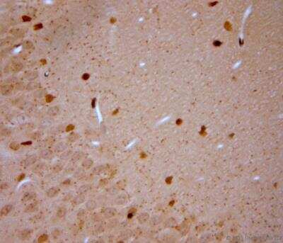 Immunohistochemistry-Paraffin: VGluT3 Antibody [NBP1-25973]
