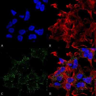 Immunocytochemistry/ Immunofluorescence: VGluT3 Antibody (S34-34) [NBP2-59331]