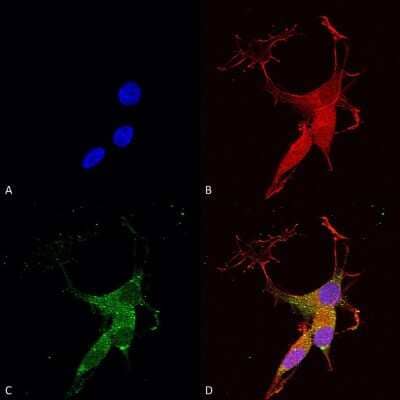 Immunocytochemistry/ Immunofluorescence: VGluT3 Antibody (S34-34) [NBP2-59331]