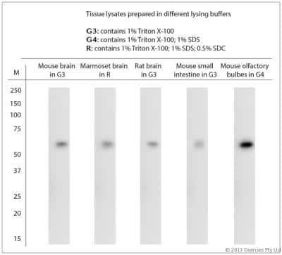 Western Blot: VGluT3 Antibody [NBP1-25973]