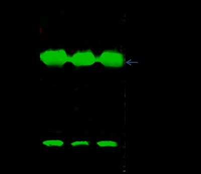 Immunoprecipitation: VHR/DUSP3 Antibody [NBP2-98873]