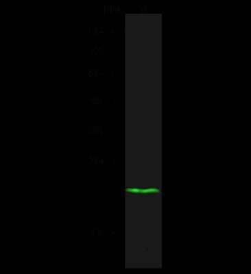 Western Blot: VHR/DUSP3 Antibody [NBP2-98873]