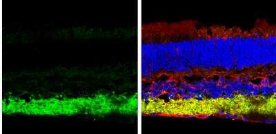 Immunohistochemistry-Frozen: VIAAT/SLC32A1/VGAT Antibody [NBP2-20857]