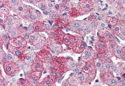 Immunohistochemistry-Paraffin: VIGR/GPR126 Antibody - BSA Free [NBP3-06680]