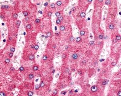 Immunohistochemistry-Paraffin: VIGR/GPR126 Antibody - BSA Free [NLS1720]