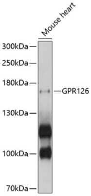 Western Blot: VIGR/GPR126 AntibodyBSA Free [NBP2-93438]