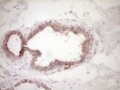 Immunohistochemistry: VIP Antibody (OTI1E8) [NBP2-46349]