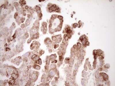 Immunohistochemistry: VIP Antibody (OTI1E8) [NBP2-46349]