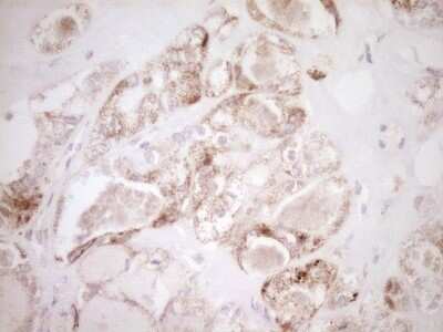 Immunohistochemistry: VIP Antibody (OTI1E8) [NBP2-46349]