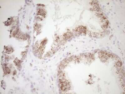 Immunohistochemistry: VIP Antibody (OTI1E8) [NBP2-46349]