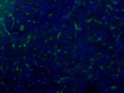 Immunocytochemistry/ Immunofluorescence: VIP Antibody (2) - BSA Free [NBP1-05163]