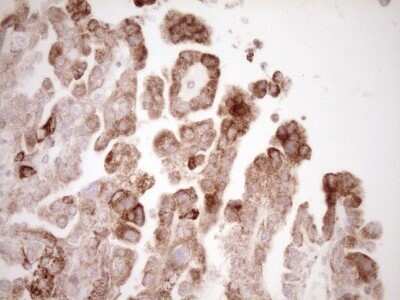 Immunohistochemistry: VIP Antibody (OTI1E8) - Azide and BSA Free [NBP2-74848]