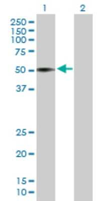 Western Blot: VIPR1/VPAC1 Antibody [H00007433-B01P]