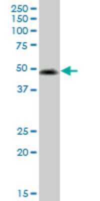 Western Blot: VIPR2/VPAC2 Antibody (2E3) [H00007434-M01]