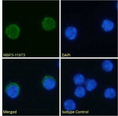 Immunocytochemistry/ Immunofluorescence: VISTA/B7-H5/PD-1H Antibody (MH5A) - Chimeric - Azide and BSA Free [NBP3-11973]