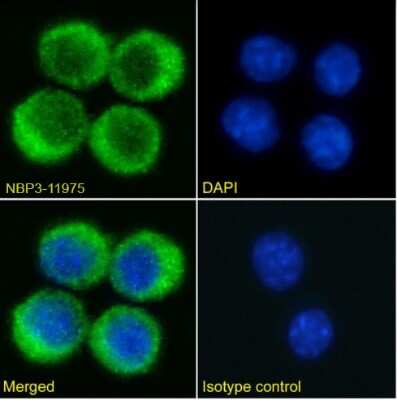 Immunocytochemistry/ Immunofluorescence: VISTA/B7-H5/PD-1H Antibody (mam82) - Chimeric - Azide and BSA Free [NBP3-11975]