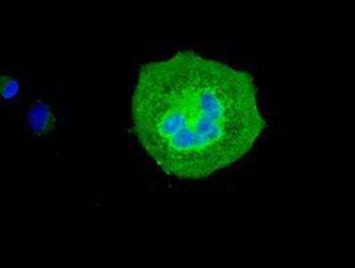 Immunocytochemistry/ Immunofluorescence: VMAT2 Antibody (OTI9E11) [NBP1-47977]