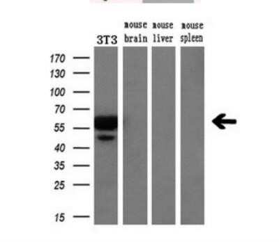 Western Blot: VMAT2 Antibody (OTI9E11)Azide and BSA Free [NBP2-74850]