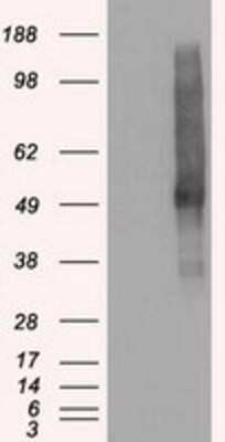 Western Blot: VMAT2 Antibody (OTI9E11)Azide and BSA Free [NBP2-74850]