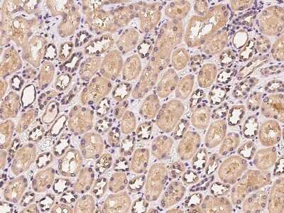 Immunohistochemistry-Paraffin: VMO1 Antibody [NBP2-97300]