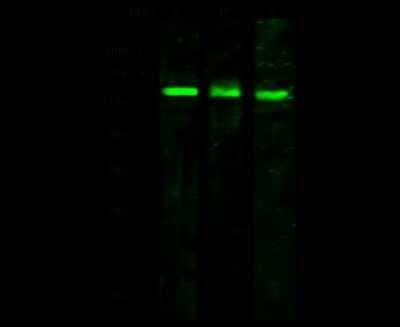 Western Blot: VNN2 Antibody [NBP2-99866]