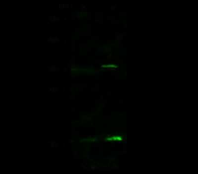 Western Blot: VPREB1 Antibody [NBP2-99054]