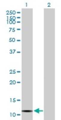 Western Blot: VPREB3 Antibody [H00029802-B01P]