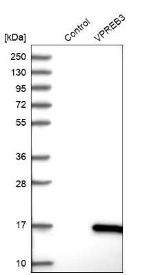 Western Blot: VPREB3 Antibody [NBP1-89347]