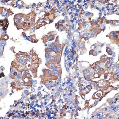 Immunohistochemistry-Paraffin: VPS11 Antibody (8L3D8) [NBP3-15923]