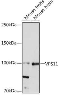Western Blot: VPS11 Antibody (8L3D8) [NBP3-15923]