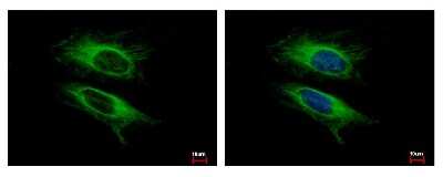 Immunocytochemistry/ Immunofluorescence: VPS11 Antibody [NBP1-31054]