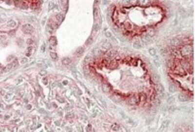 Immunohistochemistry-Paraffin: VPS11 Antibody [NB100-2412]