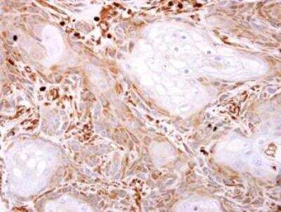 Immunohistochemistry-Paraffin: VPS11 Antibody [NBP1-31054]