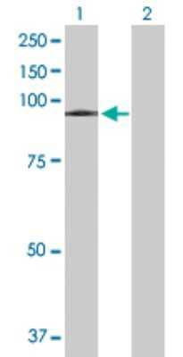 Western Blot: VPS16 Antibody [H00064601-B01P]