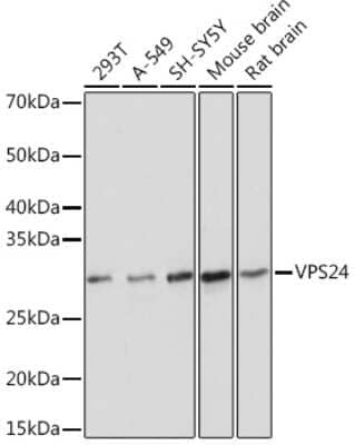 Western Blot: VPS24 Antibody (1L10B7) [NBP3-16902]