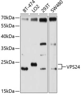 Western Blot: VPS24 AntibodyBSA Free [NBP2-93426]