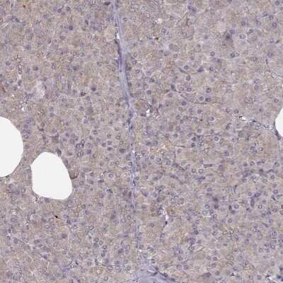 Immunohistochemistry-Paraffin: VPS26A Antibody [NBP2-49257]