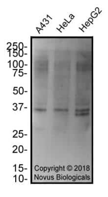 Western Blot: VPS26A AntibodyBSA Free [NBP2-75922]