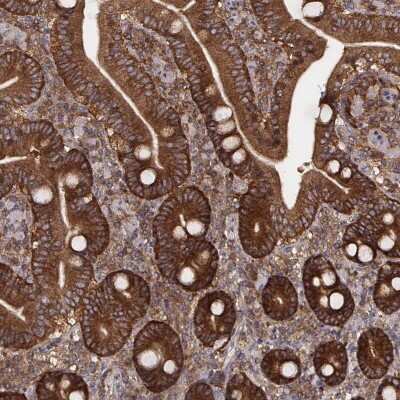 Immunohistochemistry-Paraffin: VPS26A Antibody (CL2287) [NBP2-36754]