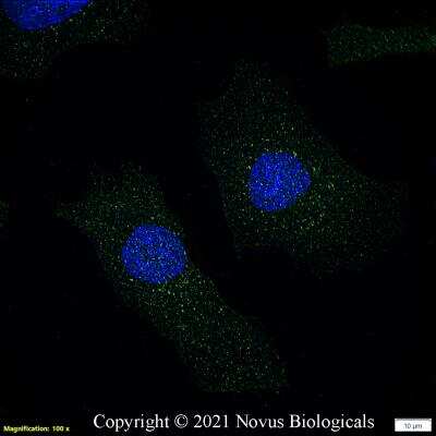 Immunocytochemistry/ Immunofluorescence: VPS26A Antibody - BSA Free [NBP2-75922]