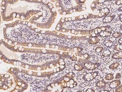 Immunohistochemistry-Paraffin: VPS26A Antibody [NBP2-97752]