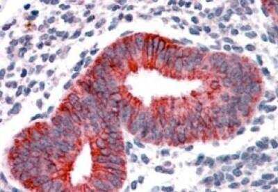 Immunohistochemistry-Paraffin: VPS29 Antibody [NB100-41109]