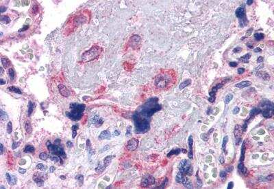 Immunohistochemistry-Paraffin: VPS29 Antibody [NB100-41109]