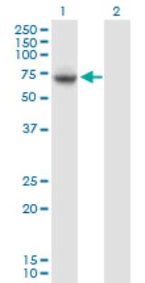 Western Blot: VPS33A Antibody [H00065082-B01P]