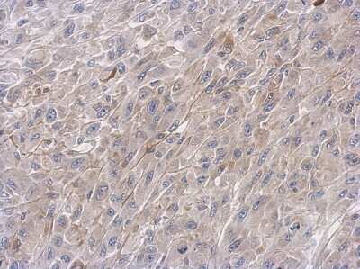 Immunohistochemistry-Paraffin: VPS33B Antibody [NBP2-20874]