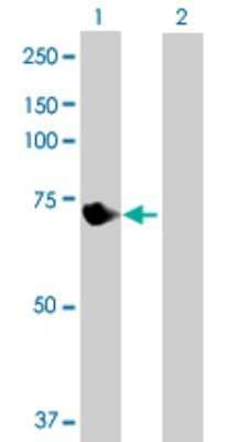 Western Blot: VPS33B Antibody [H00026276-B01P]