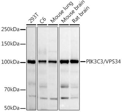 Western Blot: VPS34 AntibodyAzide and BSA Free [NBP2-94087]