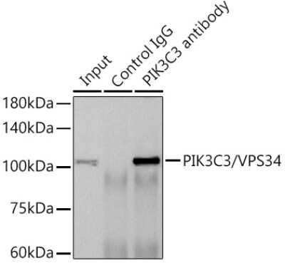 Immunoprecipitation: VPS34 Antibody (9U5O3) [NBP3-15441]