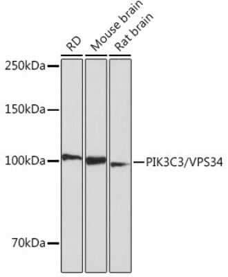 Western Blot: VPS34 Antibody (9U5O3) [NBP3-15441]